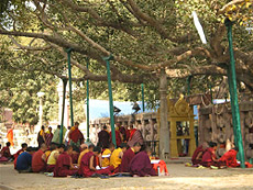 Chanting under bodhi tree