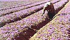 Gulmarg Saffron Field